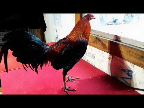 American Fowl At Legends Farm