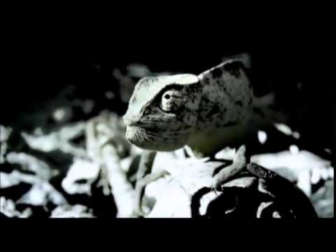 HARIS PILTON feat. CHAKKA - Nema Beda? (demo version/unofficial video)