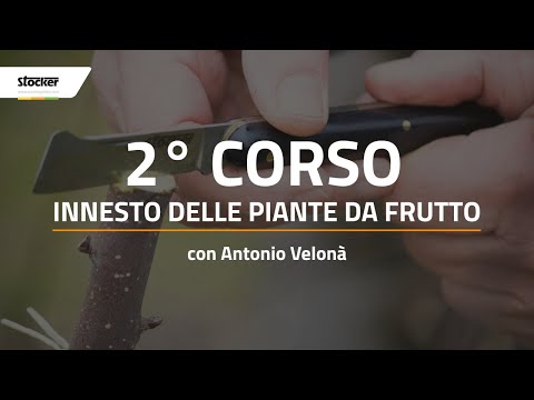 CORSO FREE - INNESTO DELLE PIANTE DA FRUTTO 2