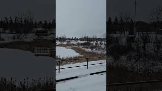 Love winter #relaxing #snow #snowfall #canada #magical #beautiful #foryou #shorts