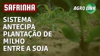 ANTECIPE: plante milho antes de colher a soja