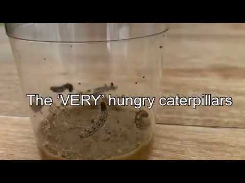 The Very Hungry Caterpillars