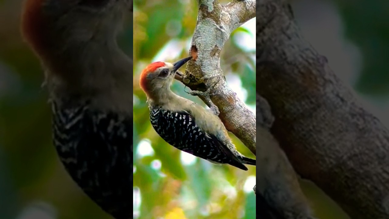 Symphony of Flight: Exploring Birdsong and the Resonant Beats of Woodpeckers 🐦🎶🪵