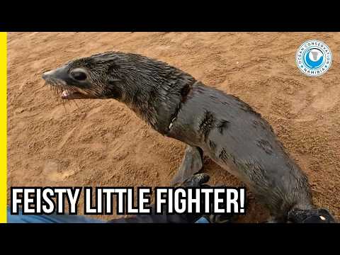 From Playtime to Pain: Seal Entangled in Plastic