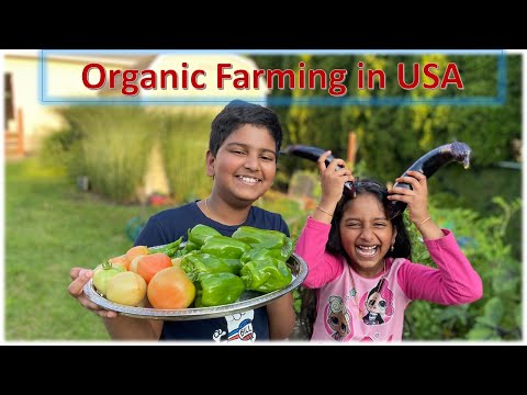 Organic Farming in USA | అమెరికా లో ఆర్గానిక్ వెజిటల్ ఫార్మింగ్