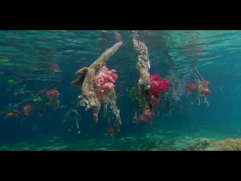 Raja Ampat – Mangroves - scuba diving video