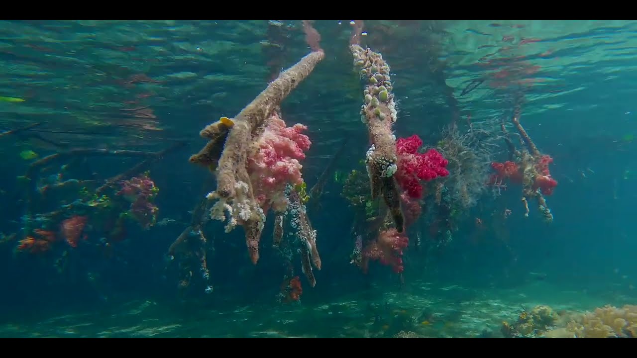 Raja Ampat - Mangroves