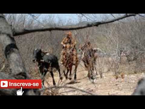 Toada boi cagoete ft:alon zoa