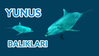 Yunus Balıkları