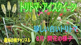 [Tritoma Ice Queen] A rare white Tritoma blooming in August, September 28, 2015