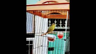 Download lagu Burung Pleci Dakun Pacitan mp3 Download lagu Burung Pleci Dakun Pacitan mp3