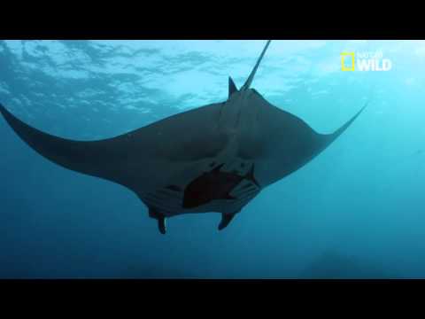 La raie manta, reine des océans