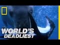 Seal Vs Penguin World S Deadliest