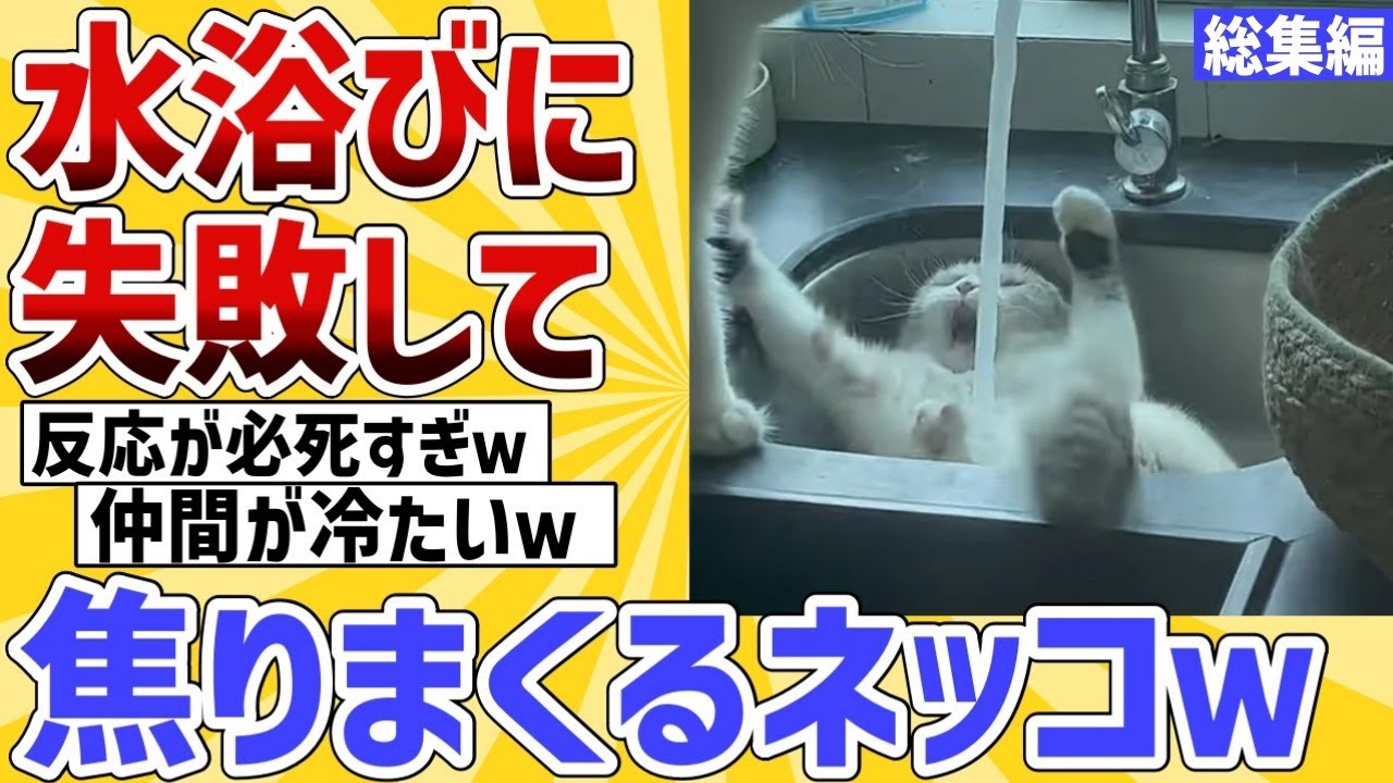 【2ch動物スレ】冷水と知らずに水浴びした猫→パニックでヤバイことにｗ【総集編】