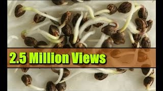 Seed Germination Paper Towel - How to Start Seeds Fast!