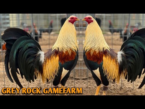 Pure Chocolate Grey - Grey Rock Farms 