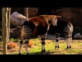 Baby Okapi 1st Day Out Cincinnati Zoo