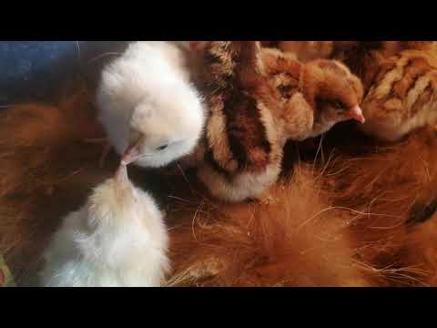 Проблемы в инкубации. Что было и какой результат?