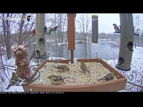 Winter Arrives at Cornell Lab FeederWatch – Nov. 22, 2016