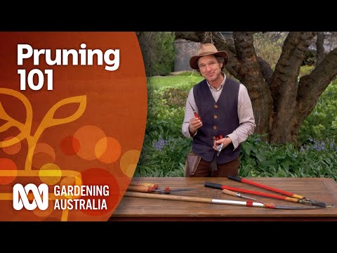Everything you need to know to start pruning | Gardening 101 | Gardening Australia