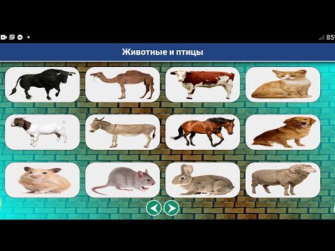 Animals and birds