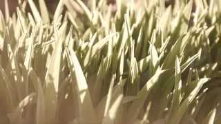 Paseo De Las Estrellas // Seahaven