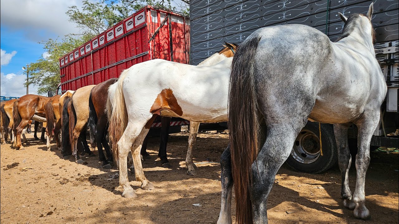 FEIRA DE CAVALO DE CARUARU PE, TERÇA FEIRA, 03/12/24 #nordeste