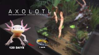 Hundreds of newly born Axolotl babies are placed together?It Happened!
