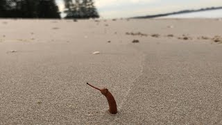 Mangrove propagule