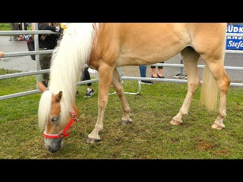 Gewinne ich diesmal das Verlosungspferd? ♥ Am Pferdemarkt