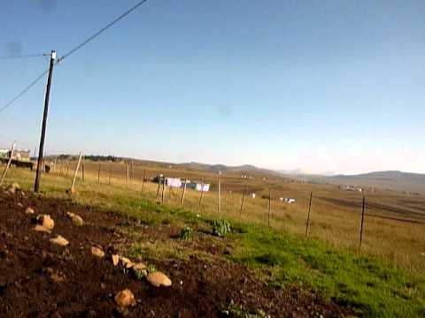 Branding cattle at Angie's compound, South Africa
