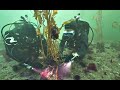 Kelp Restoration In Monterey Wildlife Nation With Jeff Corwin