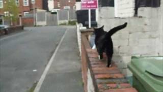 Black and white Cat jumps onto wall and walks away