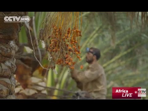 The Nile Series: Dates farm thrives because of the Nile