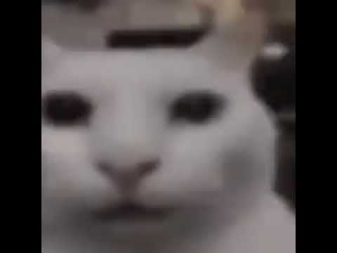 That one cat and evil cat thing meme with the Beep Block Skyway theme from Super Mario 3D World