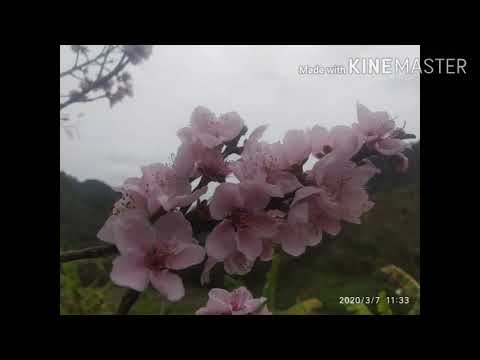 Kaphung makanda- kahaothei/ old song