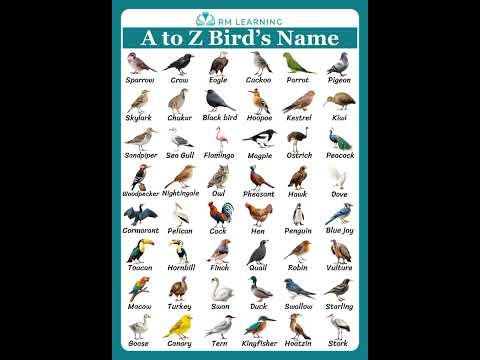 Birds Name English Vocabulary #birds #shortsfeed #rmlearning