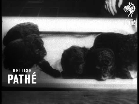 Poodle Is Top Dog (1961)