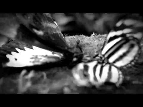 Tyto Alba - Lupine Soul (Official Music Video)