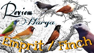 Download lagu Jenis burung Pipit - Indonesia Finch market mp3
