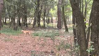 Zvuk i glasanje lajanja vau vau velikog žućkastog psa u šumi-pas laje na mene i veselo maše repom...