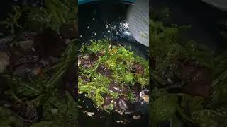 Download lagu Pakis jamur😋 mp3