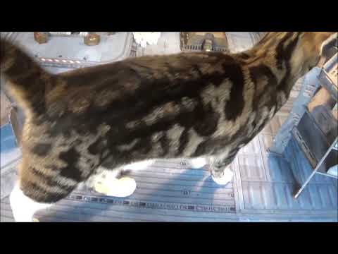 After Action Report: Mordian Iron Guard Vs Drukari - Warhammer 40,000 Battle Report