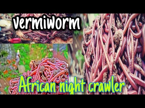 Best substrate for African night crawler