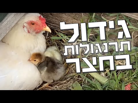 , title : 'רוצים לגדל תרנגולות בחצר? כמה דברים שחשוב שתדעו'