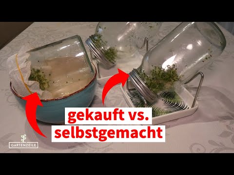 DIY Sprossenglas vs. gekauft - Funktioniert ein DIY Sprossenglas genauso gut wie eine gekauftes?