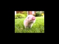 My Tumblr Pummelvision