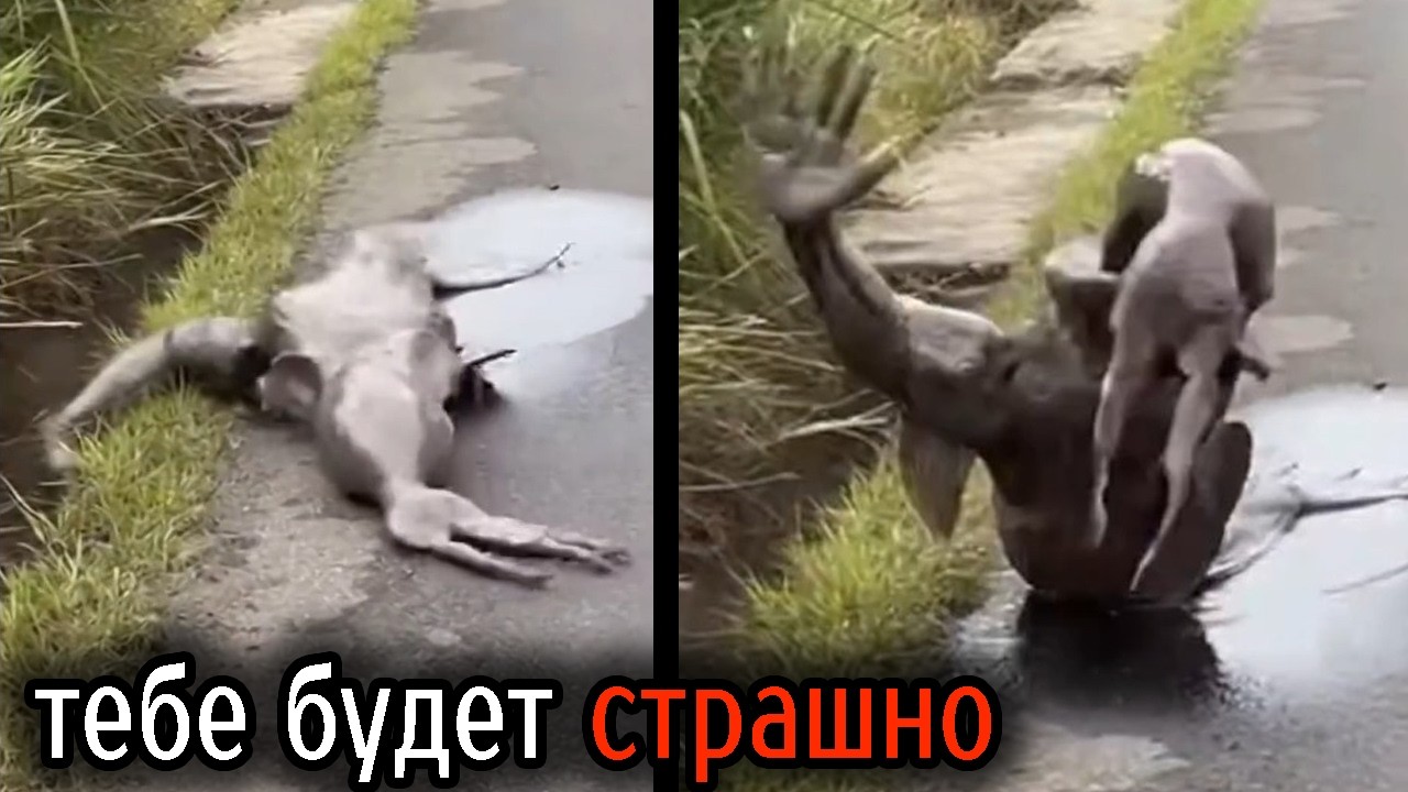 Самые Ужасные Видео со Всего Мира #143