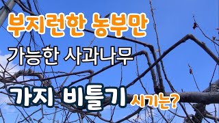 사과나무 가지 비틀기 시기는? 부지런한 농부만 가능