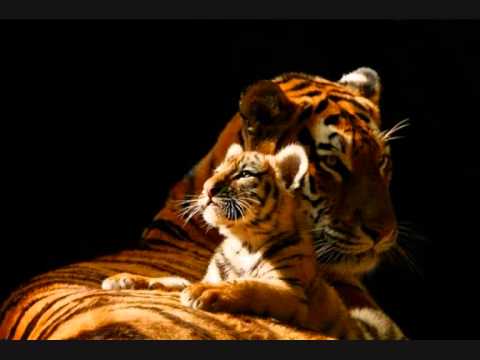 BILL BRANDON & LORRAINE JOHNSON .. let me be your full time groover